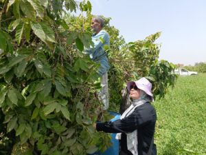 لأول مرة في مصر .. نجاح زراعة البن في القناطر الخيرية (صور)
