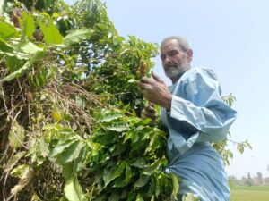 لأول مرة في مصر .. نجاح زراعة البن في القناطر الخيرية (صور)