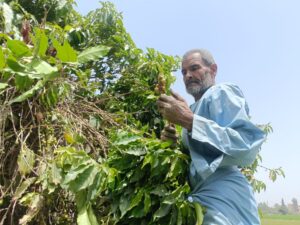 لأول مرة في مصر .. نجاح زراعة البن في القناطر الخيرية (صور)