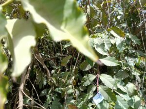 لأول مرة في مصر .. نجاح زراعة البن في القناطر الخيرية (صور)