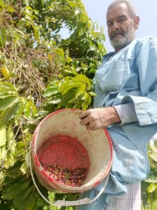 لأول مرة في مصر .. نجاح زراعة البن في القناطر الخيرية (صور)