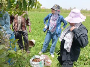 لأول مرة في مصر .. نجاح زراعة البن في القناطر الخيرية (صور)