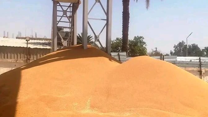 توريد 58 ألف طن قمح للشون والصوامع بالقليوبية