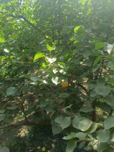 600 فدان من اللؤلؤ الأصفر...بدء موسم حصاد المشمش في القليوبية