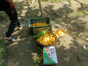 600 فدان من اللؤلؤ الأصفر...بدء موسم حصاد المشمش في القليوبية