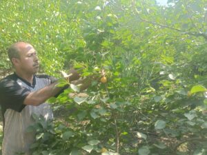 600 فدان من اللؤلؤ الأصفر...بدء موسم حصاد المشمش في القليوبية