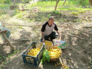 600 فدان من اللؤلؤ الأصفر...بدء موسم حصاد المشمش في القليوبية