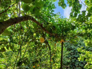 600 فدان من اللؤلؤ الأصفر...بدء موسم حصاد المشمش في القليوبية