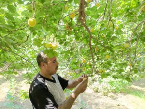 600 فدان من اللؤلؤ الأصفر...بدء موسم حصاد المشمش في القليوبية