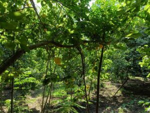 600 فدان من اللؤلؤ الأصفر...بدء موسم حصاد المشمش في القليوبية