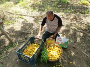600 فدان من اللؤلؤ الأصفر...بدء موسم حصاد المشمش في القليوبية