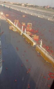 تصادم سيارات وانقلاب حمولة طماطم أعلى الطريق الإقليمي ببنها