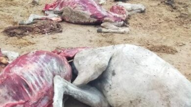 "حمير مذبوحة" تغضب مواطني القليوبية ومصدر أمني يكشف التفاصيل