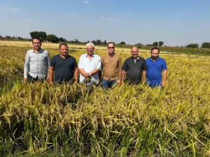 رئيس جامعة بنها تقدمت لتسجيل صنفين جديدين للأرز عالي الجودة 