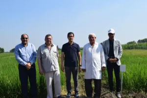 رئيس جامعة بنها تقدمت لتسجيل صنفين جديدين للأرز عالي الجودة 