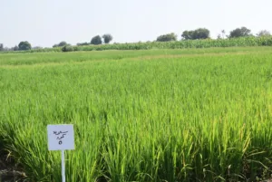 رئيس جامعة بنها تقدمت لتسجيل صنفين جديدين للأرز عالي الجودة 