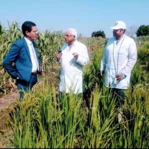 رئيس جامعة بنها تقدمت لتسجيل صنفين جديدين للأرز عالي الجودة