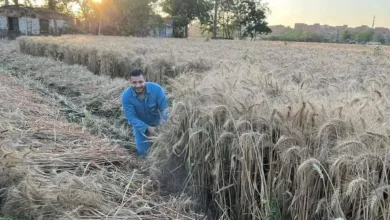 الذهب الأصفر يتلالأ في حقول القليوبية. .38 الف فدان و5صوامع ..مزارعون المحصول مبشر بالخير والسعر مرضي للجميع