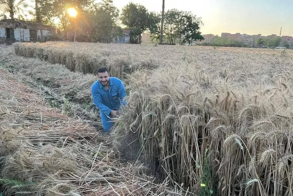 الذهب الأصفر يتلالأ في حقول القليوبية. .38 الف فدان و5صوامع ..مزارعون المحصول مبشر بالخير والسعر مرضي للجميع