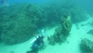 تحفةٌ طبيعيةٌ عمرُها قرونٌ: مستعمرةٌ مرجانيةٌ ضخمةٌ في البحرِ الأحمرِ