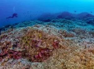 تحفةٌ طبيعيةٌ عمرُها قرونٌ: مستعمرةٌ مرجانيةٌ ضخمةٌ في البحرِ الأحمرِ