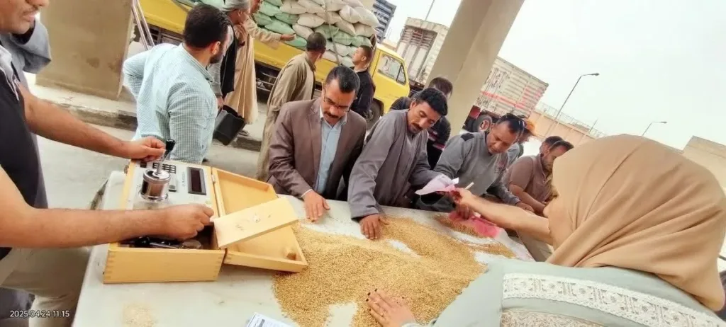 مديرية التموين بالقليوبية تواصل إنجازاتها في موسم توريد القمح المحلي 2025