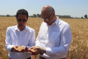 محافظ القليوبية ورئيس جامعة بنها يفتتحان موسم حصاد القمح بكلية الزراعة بمشتهر