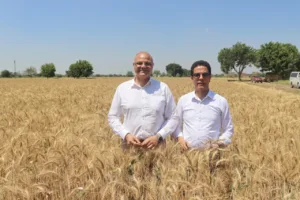 محافظ القليوبية ورئيس جامعة بنها يفتتحان موسم حصاد القمح بكلية الزراعة بمشتهر