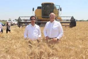 محافظ القليوبية ورئيس جامعة بنها يفتتحان موسم حصاد القمح بكلية الزراعة بمشتهر