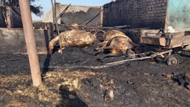 اندلاع حريق في حظيرة مواشي يسفر عن نفوق 12 رأس ماشية اندلاع حريق في حظيرة مواشي يسفر عن نفوق 12 رأس ماشية