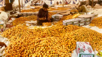 هلت بشاير الخير .. العمار تضئ باللون الذهبي  اعلانا ببدء موسم حصاد المشمش فرحة المزارعين واقبال التجار من محافظات الجمهورية 