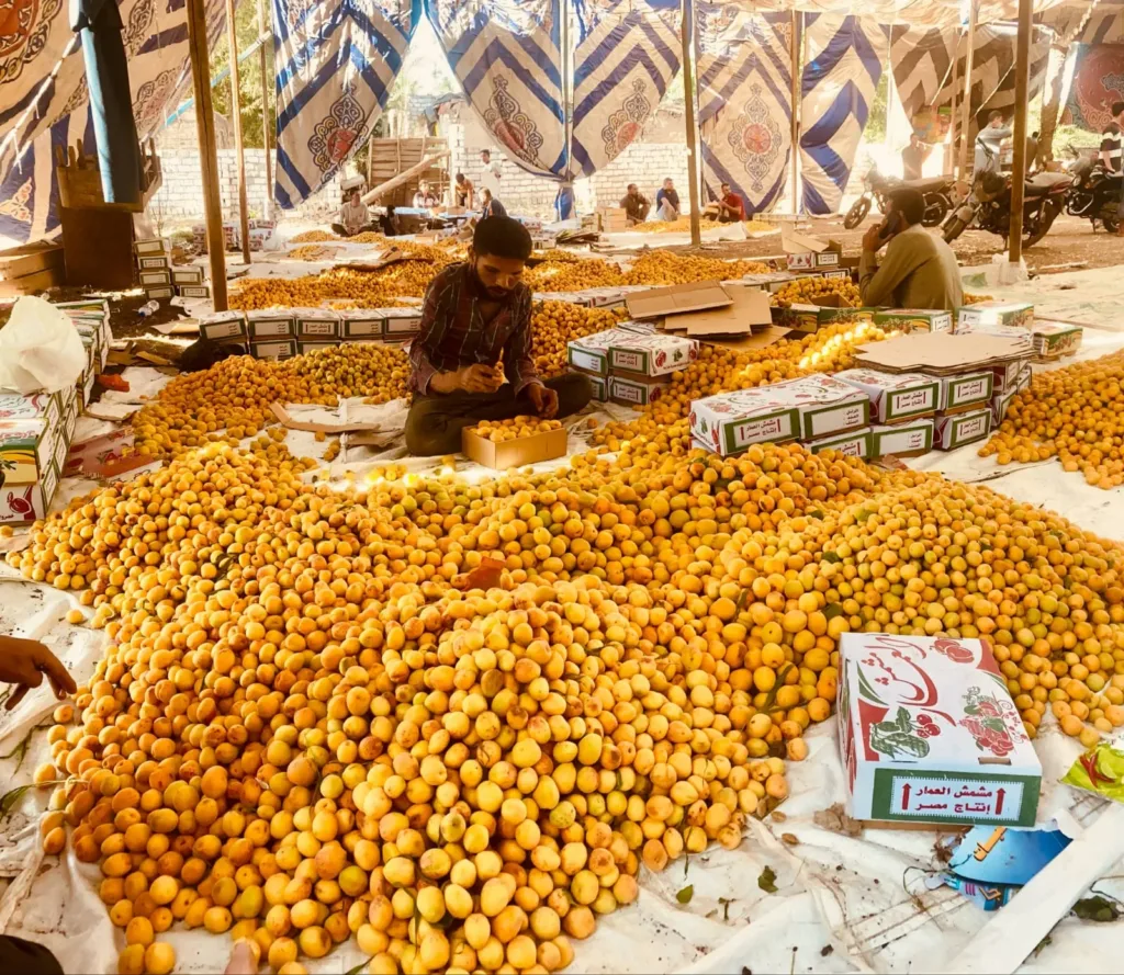 هلت بشاير الخير .. العمار تضئ باللون الذهبي  اعلانا ببدء موسم حصاد المشمش فرحة المزارعين واقبال التجار من محافظات الجمهورية 
