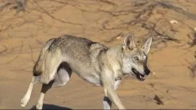 إصابة 6 أشخاص عقرهم كلب ضال بكفر شكر