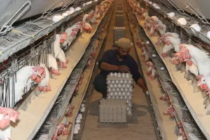 عودة الإنتاج بمشروع "30 مليون بيضة".. خطوة نحو تحقيق الاكتفاء المحلي