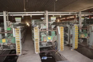 عودة الإنتاج بمشروع "30 مليون بيضة".. خطوة نحو تحقيق الاكتفاء المحلي