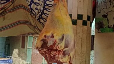 7.7 طن لحوم فاسدة في قبضة حملات الطب البيطري بالقليوبية