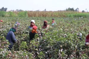 القليوبية تحصد "الذهب الأبيض".. عطية: القطن المصري يعود لمكانته العالمية