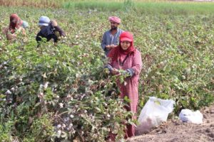 القليوبية تحصد "الذهب الأبيض".. عطية: القطن المصري يعود لمكانته العالمية