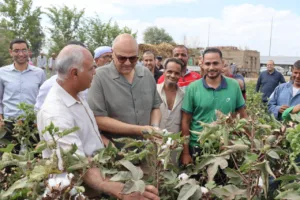 القليوبية تحصد "الذهب الأبيض".. عطية: القطن المصري يعود لمكانته العالمية