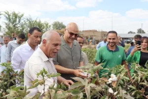 القليوبية تحصد "الذهب الأبيض".. عطية: القطن المصري يعود لمكانته العالمية