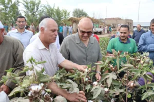 القليوبية تحصد "الذهب الأبيض".. عطية: القطن المصري يعود لمكانته العالمية