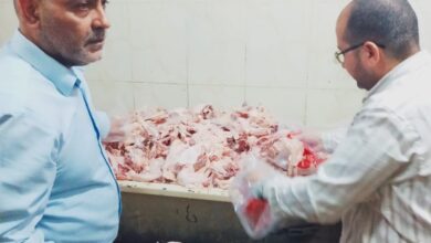 ضبط 4 أطنان كبدة وهياكل دواجن فاسدة في حملة مكبرة بالخصوص ضمن جهود القليوبية لحماية المستهلك