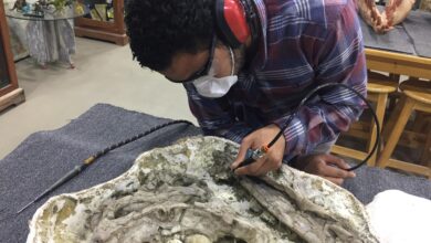 اكتشاف عالمي جديد.. رئيس جامعة بنها يهنئ الباحث بلال سالم بعد تحديد نوع نادر من التماسيح القديمة عاش في مصر قبل 80 مليون عام اكتشاف عالمي جديد.. رئيس جامعة بنها يهنئ الباحث بلال سالم بعد تحديد نوع نادر من التماسيح القديمة عاش في مصر قبل 80 مليون عام