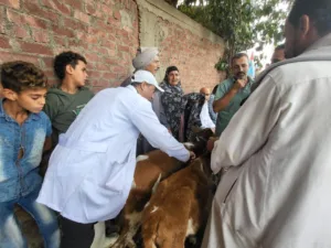 حملة تحصين شاملة بالقليوبية لحماية 65 ألف رأس ماشية من الأمراض الوبائية