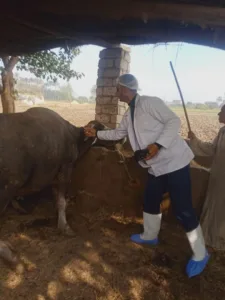 حملة تحصين شاملة بالقليوبية لحماية 65 ألف رأس ماشية من الأمراض الوبائية