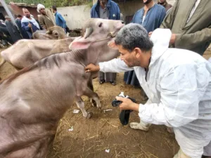 حملة تحصين شاملة بالقليوبية لحماية 65 ألف رأس ماشية من الأمراض الوبائية