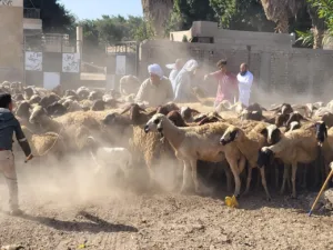 حملة تحصين شاملة بالقليوبية لحماية 65 ألف رأس ماشية من الأمراض الوبائية