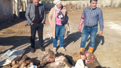 ضبط 150 كيلو لحوم وأحشاء غير صالحة للاستهلاك الآدمي بأسواق بنها