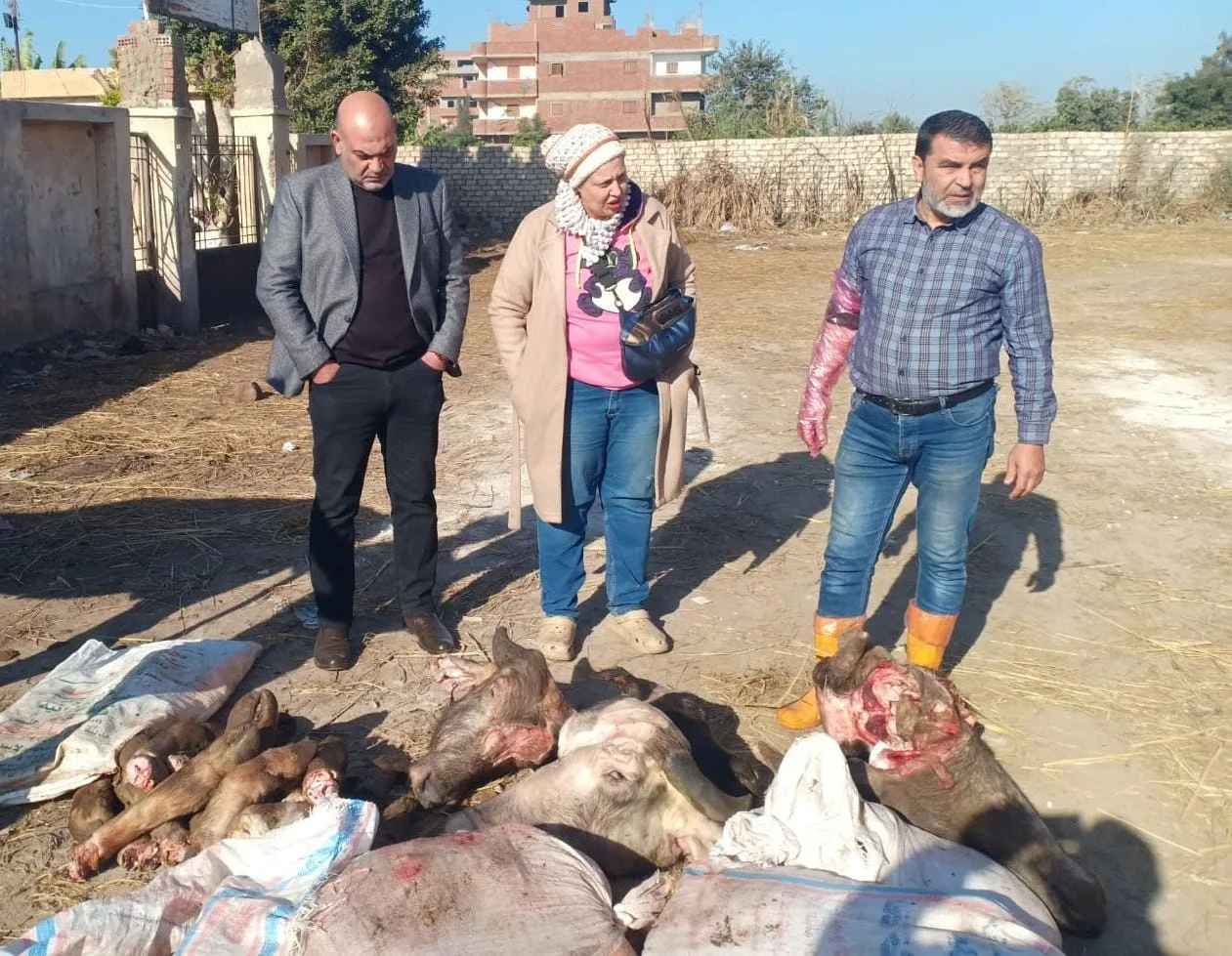 ضبط 150 كيلو لحوم وأحشاء غير صالحة للاستهلاك الآدمي بأسواق بنها ضبط 150 كيلو لحوم وأحشاء غير صالحة للاستهلاك الآدمي بأسواق بنها