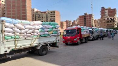 توريد 13.6 ألف طن قمح بالقليوبية مع انتظام عمليات الاستلام توريد 13.6 ألف طن قمح بالقليوبية مع انتظام عمليات الاستلام